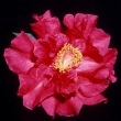 Crimson Robe
